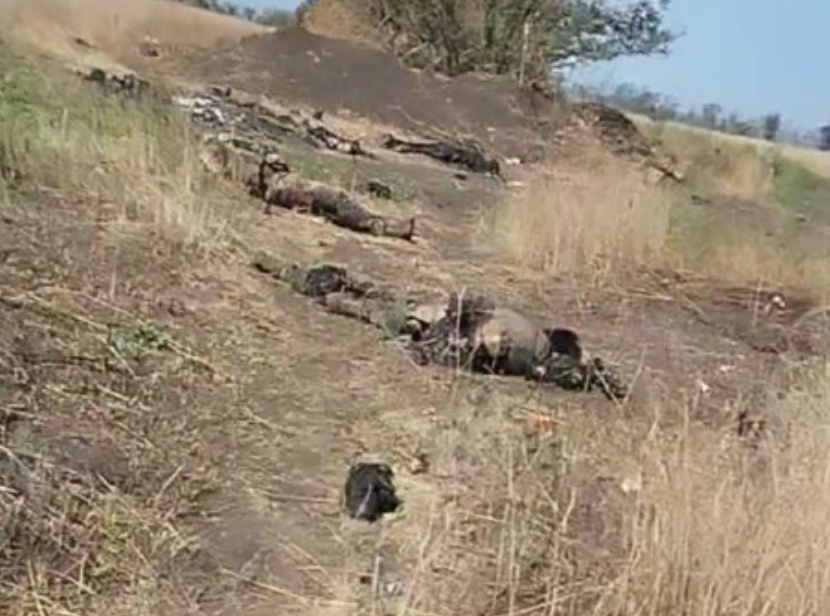“М’ясні штурми” вийшли з-під контролю: солдат пробігся посадкою, вритою трупами окупантів (відео)